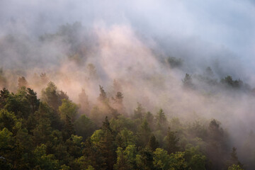 nebelschwaden ziehen durch Wald in der sächischen Schweiz
