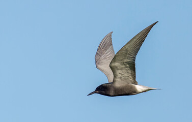 Black Tern (Chlidonias nigra) in flight. Bird in flight.