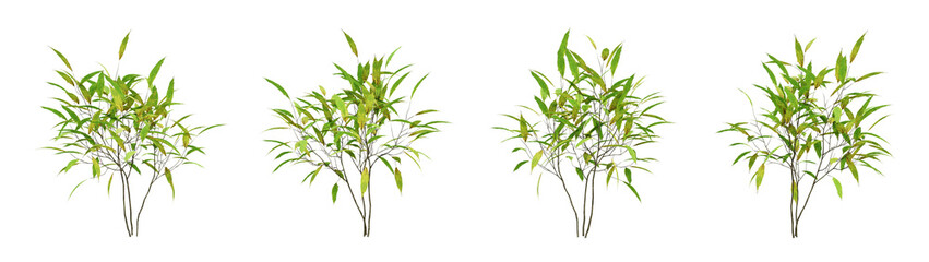 Green autumn plant on transparent background, nature bush, 3d render illustration.
