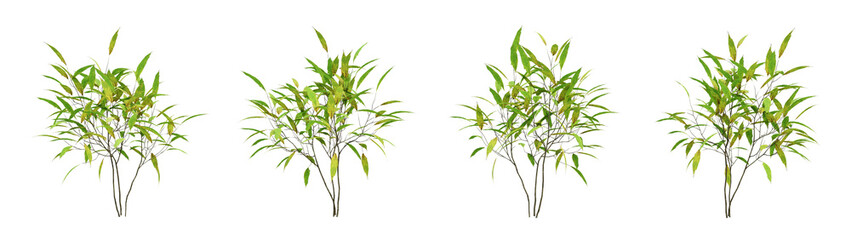 Green autumn plant on transparent background, nature bush, 3d render illustration.