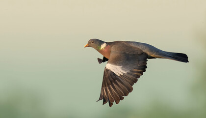 Wood Pigeon (Columba palumbus) in flight. Bird in flight.
