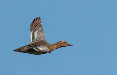 Garganey (Anas querquedula) in flight. Bird in flight.