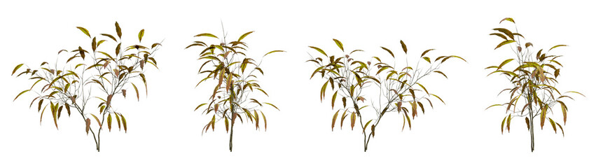 Green autumn plant on transparent background, nature bush, 3d render illustration.