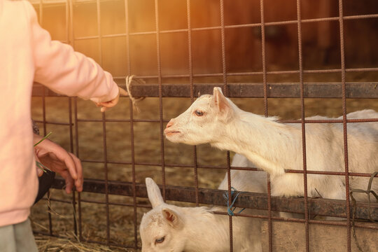 Baby goats fed by children on animal farm.High quality photo.