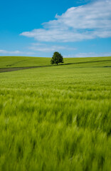 Fototapeta na wymiar grüne frühlingswiese feld mit baum und blauem himmel in der sächsischen schweiz
