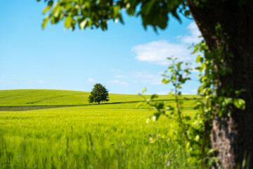 grüne frühlingswiese feld mit baum und blauem himmel in der sächsischen schweiz