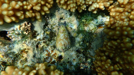 Fototapeta na wymiar Sea snail sand-dusted cone (Conus arenatus) undersea, Red Sea, Egypt, Sharm El Sheikh, Nabq Bay