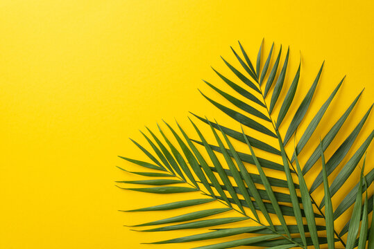 Summer wallpaper concept. High angle view picture of two green wide palm leaves on vivid yellow background with copy space