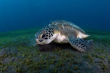Obraz premium Green Turtle - Chelonia mydas feeds on the algae. Sea life of Bali, Indonesia.
