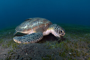 Obraz premium Green Turtle - Chelonia mydas feeds on the algae. Sea life of Bali, Indonesia.