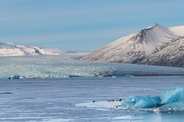 Panoramic view over the frozen glacial lagoon with Jokulsarlon glacier, Iceland with in forefront various blue arctic icebergs and seals and snow covered mountain range in background