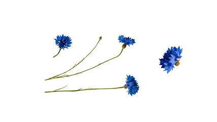 Set of cornflowers, wildflowers with stem, bud, flower, design element on a transparent isolated...