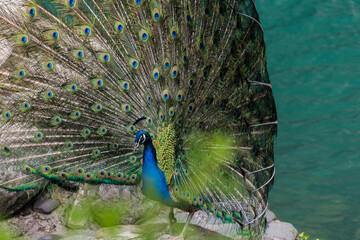peacock with feathers