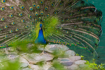 peacock with feathers
