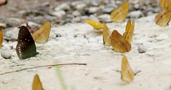 Butterflies during the rainy season swarm on the sun-drenched soil in the deep forests of northern Thailand.
