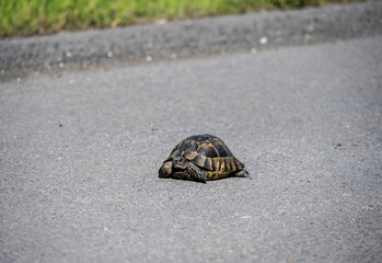 a big turtle crawled out onto the asphalt on the road on a sunny day