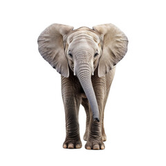 Fototapeta premium baby elephant transparent background
