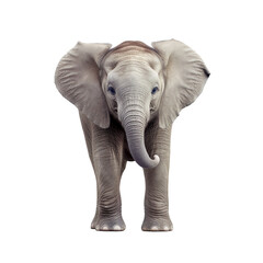 Fototapeta premium baby elephant transparent background