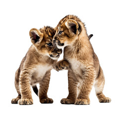 Fototapeta na wymiar lion cubs playing transparent background