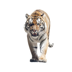 Obraz premium tiger isolated on white background