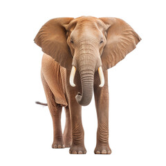 Fototapeta na wymiar elephant standing transparent background