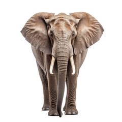 Naklejka na ściany i meble elephant standing transparent background