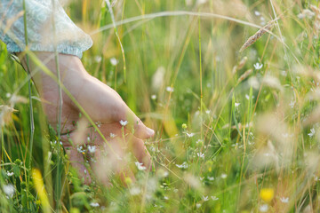 Woman hand among wildflower in grass in summer countryside, close up. Carefree atmospheric moment. Young female gathering wildflowers in meadow. Rural simple life