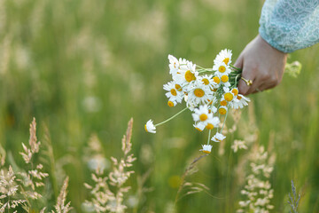 Woman hand holding daisy bouquet in field in evening summer countryside, close up. Atmospheric...