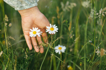 Woman hand among daisy flowers in summer countryside, close up. Carefree atmospheric moment. Young female gathering wildflowers in meadow. Rural simple life