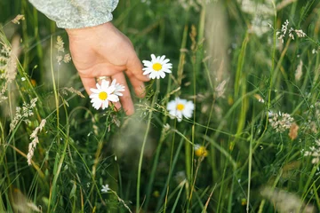 Fototapete Gras Woman hand holding daisy flower in summer countryside, close up. Carefree atmospheric moment. Young female gathering wildflowers in meadow. Rural simple life