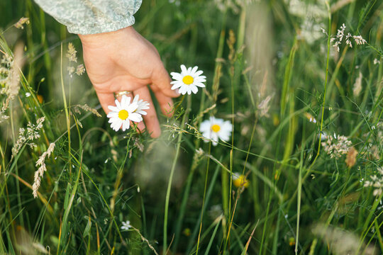 Woman hand holding daisy flower in summer countryside, close up. Carefree atmospheric moment. Young female gathering wildflowers in meadow. Rural simple life