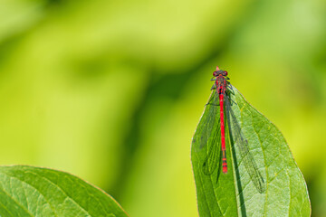 Frühe Adonislibelle
