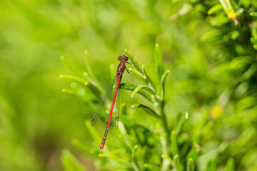 Frühe Adonislibelle