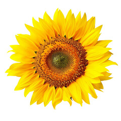 a sunflower isolated on transparent background cutout