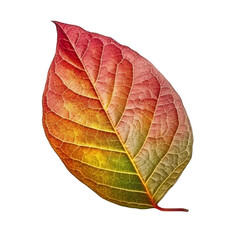 dry leaf isolated on transparent background cutout