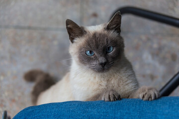 cat on a chair