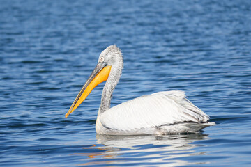 Pelican floating on the sea water