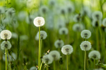 後ろがボケて綺麗なたんぽぽ