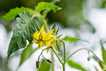 tomatoes on a branch, flowering tomato, greenhouse