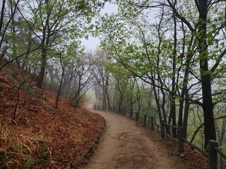 Rain in the mountains. Rainy day in the forest. wilderness landscape forest with pine trees and moss on rocks
