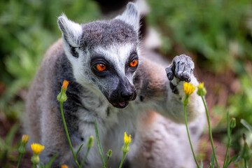 Ring-tailed lemur (Lemur Catta) sitting on a background of green grass and yellow flowers in Safari...