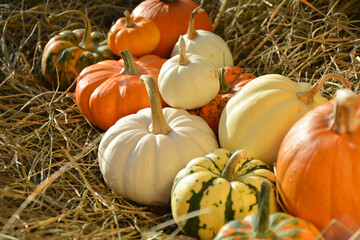 Autumn pumpkins background. Various colors and varieties of pumpkins and squashes.
