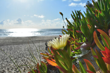 Carpobrotus edulis flowers at the beach in Portugal.