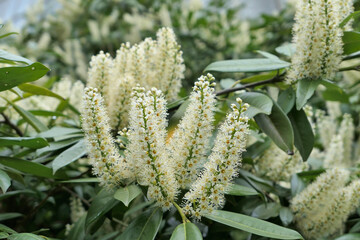 Cherry laurel, common laurel Prunus laurocerasus evergreen ornamental blooming shrub