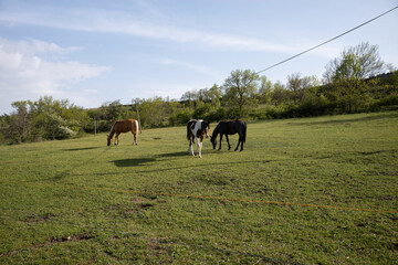 Plakat horses in the field