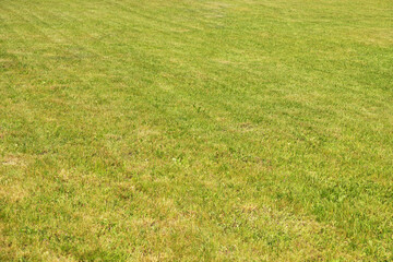 Obraz na płótnie Canvas Green fresh lawn grass.Green freshly mowed lawn.