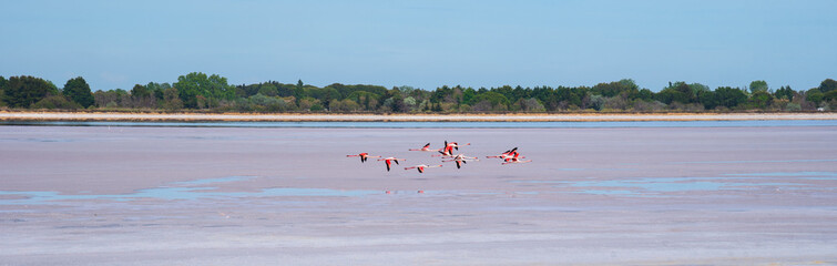 Pink Greater Flamingos birds flying over pink salt marsh near Aigues-Mortes, France. Rose color of water is due to algae called dunaliella salina. Earth nature beauty banner background. 