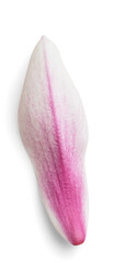 Magnolia Petal