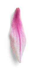 Magnolia Petal