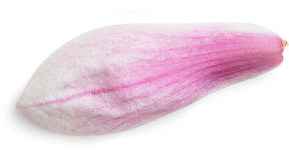 Magnolia Petal